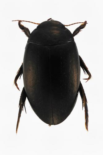 Agabus bipustulatus